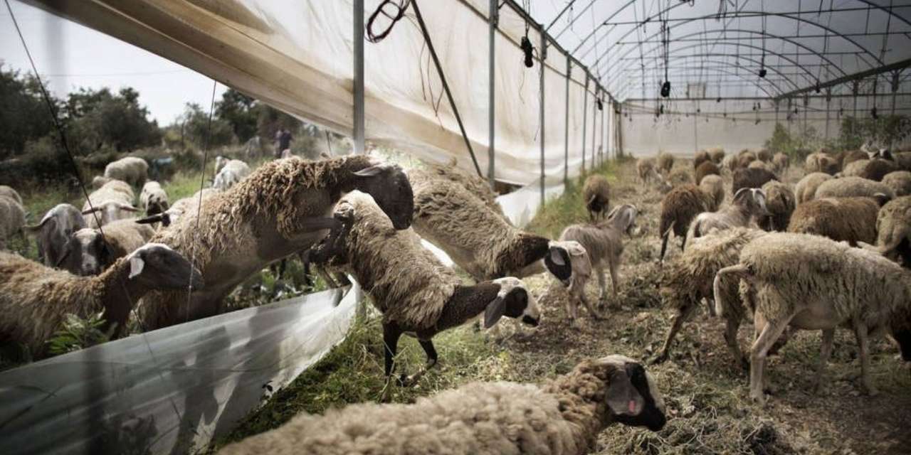 salgin alarmi yuz binlercesi meleye meleye can verdi mnFGKJsr