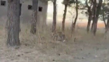 karsta tilkiler yerlesim yerlerinde cirit atiyor 2nbHOYLE