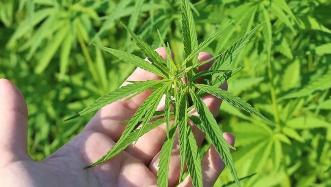 Bursa Tabip Odasından, ‘Kanseri kenevirle yendim’ diyen konuşmacıya tepki