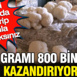 Dev hasat 100 grami 800 bin lira kazandiriyor kendi odanizda yetistirip gramla satacaksiniz SxyBQeyi