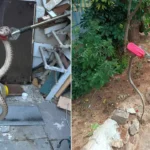 Sicakliklar yukseldi yilan ihbarlari artti sNrQvPEE