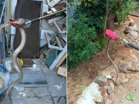 Sicakliklar yukseldi yilan ihbarlari artti sNrQvPEE